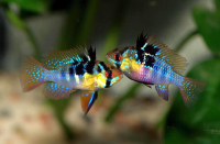 apistogramma ramirezi_2